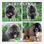 佛山高加索犬价格佛山哪里有卖健康高加索犬免费送货上门图片2