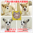 广州哪里有出售柯基犬广州纯种宠物狗柯基幼犬多少钱图片