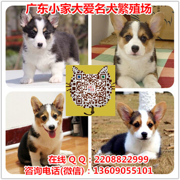 广州纯种柯基犬价格，广州哪里买柯基犬比较便宜