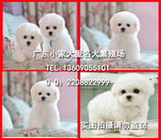广州哪里有卖比熊犬，广州边度有卖比熊犬，广州比熊犬图片2