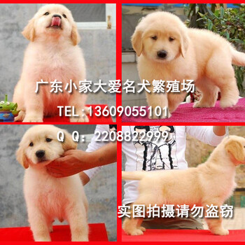 广州哪里有卖金毛犬广东小家大爱犬舍出售健康纯种金毛幼犬
