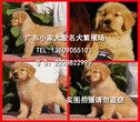 广州什么地方有金毛犬出售纯种健康的金毛犬哪里有多少钱