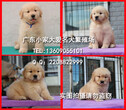 高品质纯种黄金猎犬金毛幼犬宠物狗出售，包健康签协议图片