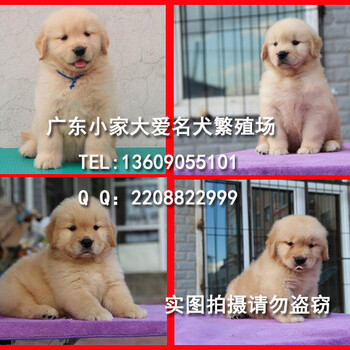 广州边度有卖金毛犬，广州哪里卖金毛犬有保障，小家大爱犬舍