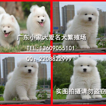 广州边度有卖萨摩耶犬广东小家大爱犬舍出售健康纯种萨摩耶幼犬
