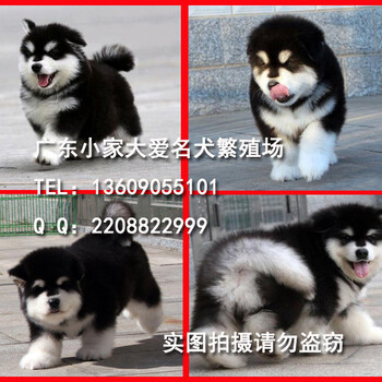 深圳阿拉斯加价格深圳哪里有卖纯种阿拉斯加雪橇犬