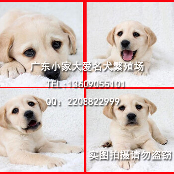 深圳在哪里买拉布拉多犬好，深圳三个月大拉布拉多售价多少