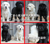 广州拉布拉多犬图片广州纯种大头版拉布拉多幼犬出售图片2