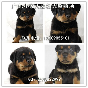广州哪里有卖罗威纳犬广东小家大爱犬舍出售健康纯种罗威纳幼犬