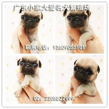 广州纯种巴哥犬价格，广州哪里买巴哥犬比较便宜