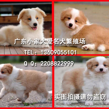 广州边境牧犬价格纯种边牧幼犬出售180天健康保障