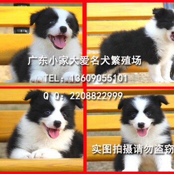 广州哪里有卖边境牧羊犬，广州纯种边牧犬价格多少