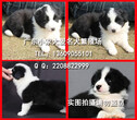 广州什么地方有边境牧羊犬出售纯种健康的边牧犬哪里有多少钱图片