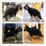 广州哪里有卖德国牧羊犬德牧犬好养吗德牧犬多少钱一只图片2