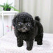 广州哪里有卖纯种泰迪犬价格多少广州泰迪犬买卖