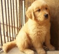 广州哪里有宠物狗出售广州金毛犬价格多少包健康可送货