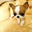 广州哪里有卖纯种吉娃娃幼犬多少钱一只宠物狗吉娃娃价格图片