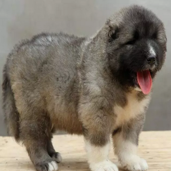 广州高加索犬多少钱一只，在天河哪里有高加索幼犬卖
