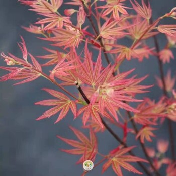 紅楓嫁接工人