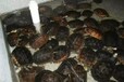 出售25组南石种龟