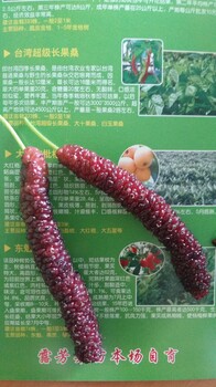 臺(tái)灣超級(jí)四季長(zhǎng)果桑苗