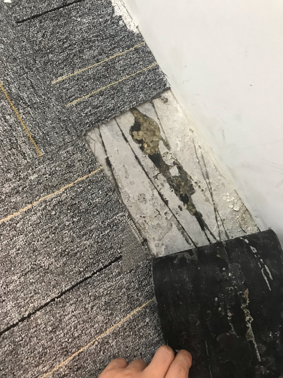 承接地毯、地板膠拆除后地板除膠，瓷磚除膠清洗打蠟拋光