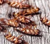 海珠区杀虫公司，专业灭蚊灭蟑螂一次性解决虫害问题
