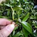 石崖茶石岩茶石山茶猴摘茶高山绿茶花茶