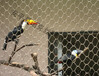 钢丝绳网、猫科动物围栏网、鹦鹉笼舍、鹦鹉围网、鸵鸟笼舍