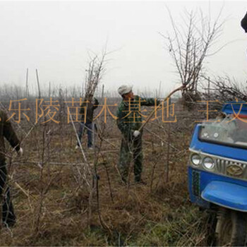 今年枣树苗基地价格金丝小枣树苗基地批发行情