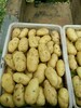 山東萬畝土豆上市了荷蘭土豆批發2毛一斤