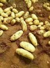 山東土豆基地今日荷蘭土豆批發價格行情