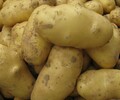 哪里的荷蘭土豆批發價格低