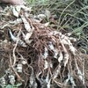 寶塔菜地葫蘆螺絲菜甘露子地牯牛草石蠶種子