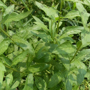 枸杞芽菜红枸杞苗黑枸杞菜枸杞子蔬菜种子