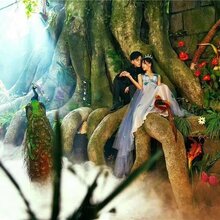 梧桐树婚纱摄影_梧桐树图片叶子图片(3)