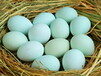 有机绿壳鸡蛋批发山区散养孕妇乌鸡蛋郑州总代理