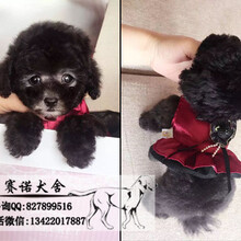 精品泰迪犬多种颜色选择保证品质保证健康