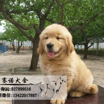 信誉品质金毛幼犬健康质保犬舍