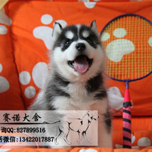 犬舍出售精品蓝眼三把火哈士奇疫苗驱虫齐全包健康