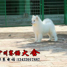 广州哪里有卖萨摩耶纯种萨摩耶出售广州赛诺正规犬舍