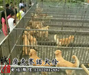 广州哪里有卖金毛犬赛诺养殖场出售金毛犬纯种健康有保障图片