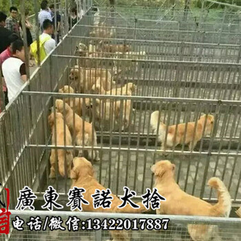 广州哪里有卖金毛犬赛诺养殖场出售金毛犬纯种健康有保障