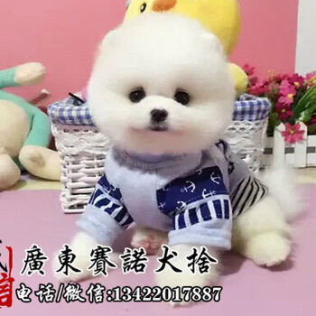 广州白云区哪里有卖博美犬纯种博美多少钱一只赛诺犬舍出售纯种博美