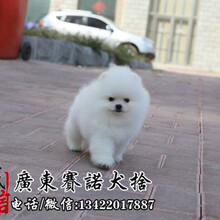 广州番禺高品质俊介犬纯种博宝宝长不大狗狗保证健康好养超萌