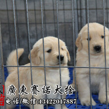 广州南沙区出售金毛犬赛诺养狗场出售纯种健康大骨架金毛犬