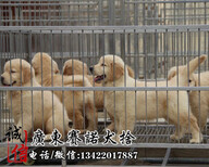 广州南沙区出售金毛犬赛诺养狗场出售纯种健康大骨架金毛犬图片3