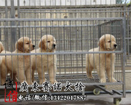 广州南沙区出售金毛犬赛诺养狗场出售纯种健康大骨架金毛犬图片4