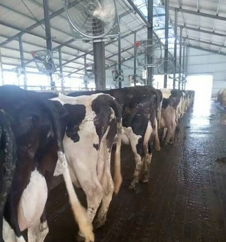 廠家懸掛式牛舍風機_牛舍風機型號