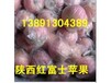 陕西大荔膜袋红富士苹果产地种植批发开始采摘